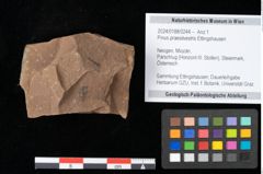 Foto (Objekt + Etikett) von Pinus praesilvestris Ettingshausen (NHMW-GEO-2024-0188-0244)